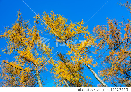 A stunning view of larch tree crowns with orange needles falling, captured from below, against the backdrop of a clear blue sky, embodying the beauty of autumn 131127355