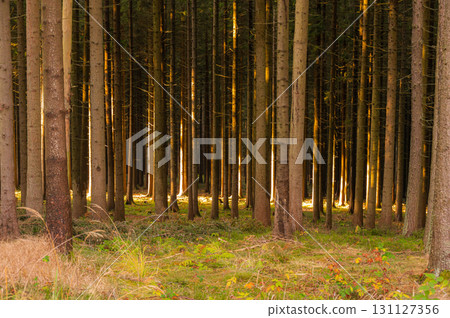 A captivating autumn forest scene with trees showcasing vibrant fall colors, and sunlight streaming through the branches, creating a magical, serene atmosphere A captivating autumn forest scene with trees showcasing vibrant fall colors, and sunlight streaming through the branches, creating a magical, serene atmosphere 131127356