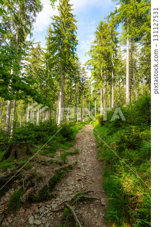 Forest in the Krkonose nature park (national park of Krnap, Czech Republic). Fresh forest with tourist path. Forest in the Krkonose nature park (national park of Krnap, Czech Republic). Fresh forest with tourist path. 131127531