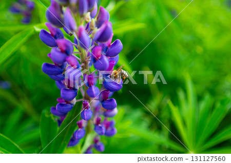The purple Lupinus plant growing on mountain meadow. Great source of food for bees and bumblebees. 131127560