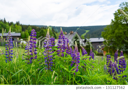 The purple Lupinus plant growing on mountain meadow. Great source of food for bees and bumblebees. The purple Lupinus plant growing on mountain meadow. Great source of food for bees and bumblebees. 131127562