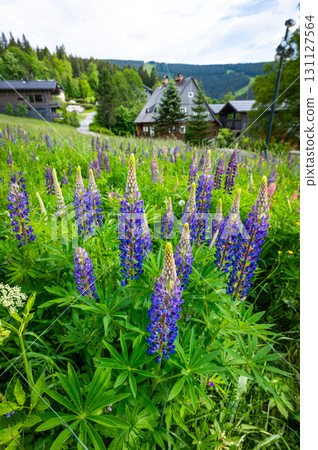 The purple Lupinus plant growing on mountain meadow. Great source of food for bees and bumblebees. 131127564