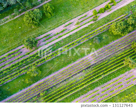 An aerial drone shot captures the neat rows of vineyards from above, highlighting the symmetry and beauty of the lush green grapevines stretching into the distance. An aerial drone shot captures the neat rows of vineyards from above, highlighting the symmetry and beauty of the lush green grapevines stretching into the distance. 131127643