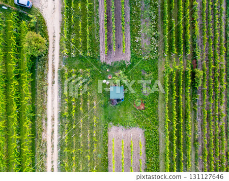 An aerial drone shot captures the neat rows of vineyards from above, highlighting the symmetry and beauty of the lush green grapevines stretching into the distance. An aerial drone shot captures the neat rows of vineyards from above, highlighting the symmetry and beauty of the lush green grapevines stretching into the distance. 131127646