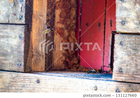 Honey bee is flying in front of bee hive. Detail macro of useful insect. 131127660