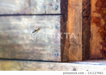 Honey bee is flying in front of bee hive. Detail macro of useful insect. 131127661