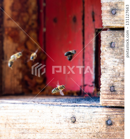 Honey bee is flying in front of bee hive. Detail macro of useful insect. 131127663