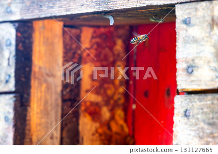 Honey bee is flying in front of bee hive. Detail macro of useful insect. Honey bee is flying in front of bee hive. Detail macro of useful insect. 131127665