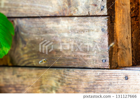 Honey bee is flying in front of bee hive. Detail macro of useful insect. Honey bee is flying in front of bee hive. Detail macro of useful insect. 131127666