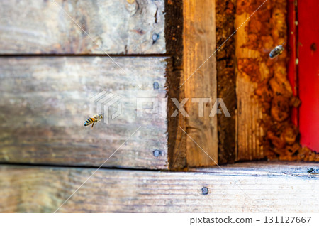 Honey bee is flying in front of bee hive. Detail macro of useful insect. 131127667