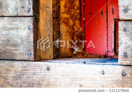 Honey bee is flying in front of bee hive. Detail macro of useful insect. 131127668