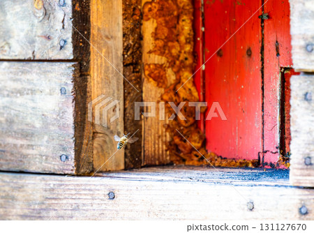 Honey bee is flying in front of bee hive. Detail macro of useful insect. 131127670