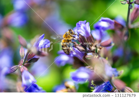 bee Apis mellifera carnica collecting honey and pollen on lavader Lavandula angustifolia Hidcote Blue bee Apis mellifera carnica collecting honey and pollen on lavader Lavandula angustifolia Hidcote Blue 131127679