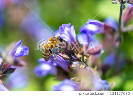 bee Apis mellifera carnica collecting honey and pollen on lavader Lavandula angustifolia Hidcote Blue bee Apis mellifera carnica collecting honey and pollen on lavader Lavandula angustifolia Hidcote Blue 131127680
