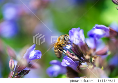 bee Apis mellifera carnica collecting honey and pollen on lavader Lavandula angustifolia Hidcote Blue 131127681