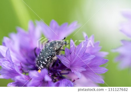White spotted rose beetle: A Beneficial Insect for Pollination and Organic Recycling. Oxythyrea funesta 131127682