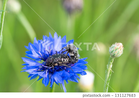 White spotted rose beetle: A Beneficial Insect for Pollination and Organic Recycling. Oxythyrea funesta White spotted rose beetle: A Beneficial Insect for Pollination and Organic Recycling. Oxythyrea funesta 131127683