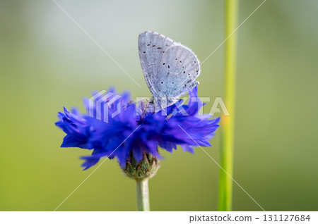 A holly blue butterfly Celastrina argiolus feeding. The holly blue has pale silver-blue wings spotted with pale ivory dots. A holly blue butterfly Celastrina argiolus feeding. The holly blue has pale silver-blue wings spotted with pale ivory dots. 131127684
