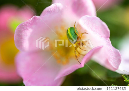 Macrophotography of Cucumber Green Spider (Araniella cucurbitina). Extremely close-up and details. 131127685