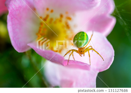 Macrophotography of Cucumber Green Spider (Araniella cucurbitina). Extremely close-up and details. Macrophotography of Cucumber Green Spider (Araniella cucurbitina). Extremely close-up and details. 131127686