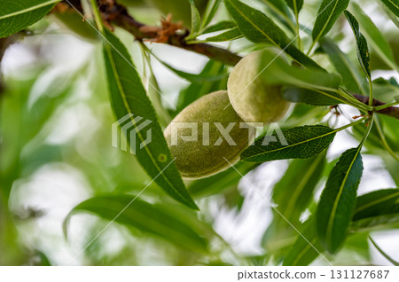 Almond tree with green fruits, Prunus dulcis 131127687