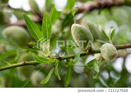 Almond tree with green fruits, Prunus dulcis 131127688