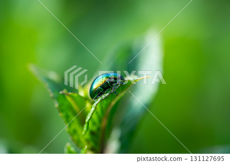 The tansy beetle (Chrysolina graminis) macro photography. Bug is sitting on the leaf. 131127695
