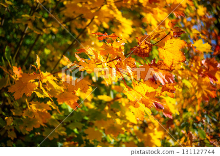 A close-up view of vibrant autumn maple leaves in shades of orange and red. The leaves are detailed with intricate veins and rich colors, highlighting the beauty of fall foliage. The scene captures 131127744