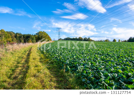 A landscape photo of power lines and transmission towers stretching across an open field with a scenic backdrop of hills and a partly cloudy sky. The image captures the intersection of nature and 131127754