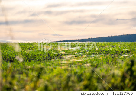 A close-up photo of a wheat field covered in delicate spider webs from late summer, known as "gossamer." The webs are clearly visible between the stalks, adding a touch of natural beauty and a sense 131127760