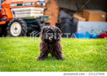 Small happy crossbreed dog is walking on grass in small garden. Small happy crossbreed dog is walking on grass in small garden. 131127840