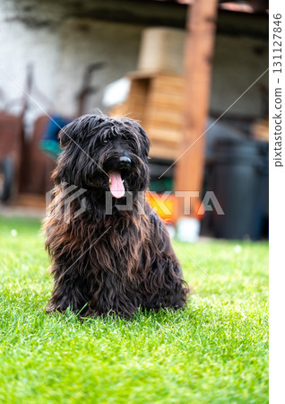 Small happy crossbreed dog is walking on grass in small garden. 131127846