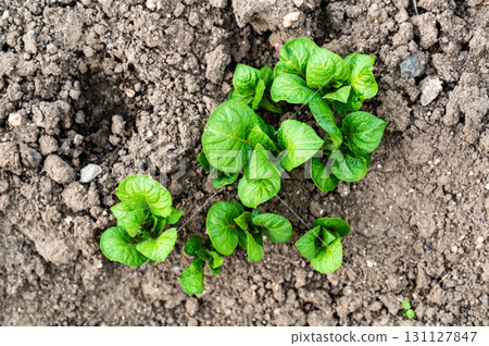 Earthing Up in Spring of Home Grown Organic Potato Plants (Solanum tuberosum) Growing in a Raised Bed on an Allotment in a Vegetable Garden Earthing Up in Spring of Home Grown Organic Potato Plants (Solanum tuberosum) Growing in a Raised Bed on an Allotment in a Vegetable Garden 131127847