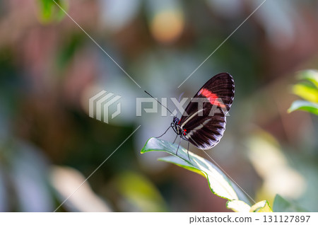 Closeup macro view of tropical butterfly of jungle - Heliconius melpomene rosina, Papilio lowi, Papilio demoleus, Monarch butterfly (danaus plexippus) on the green leaves. Closeup macro view of tropical butterfly of jungle - Heliconius melpomene rosina, Papilio lowi, Papilio demoleus, Monarch butterfly (danaus plexippus) on the green leaves. 131127897