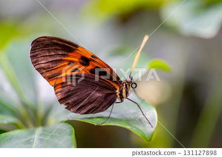 Closeup macro view of tropical butterfly of jungle - Heliconius melpomene rosina, Papilio lowi, Papilio demoleus, Monarch butterfly (danaus plexippus) on the green leaves. Closeup macro view of tropical butterfly of jungle - Heliconius melpomene rosina, Papilio lowi, Papilio demoleus, Monarch butterfly (danaus plexippus) on the green leaves. 131127898