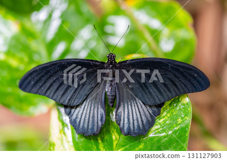 Closeup macro view of tropical butterfly of jungle - Heliconius melpomene rosina, Papilio lowi, Papilio demoleus, Monarch butterfly (danaus plexippus) on the green leaves. Closeup macro view of tropical butterfly of jungle - Heliconius melpomene rosina, Papilio lowi, Papilio demoleus, Monarch butterfly (danaus plexippus) on the green leaves. 131127903
