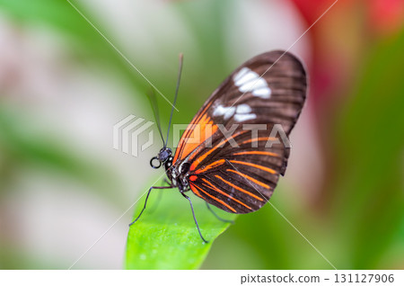 Closeup macro view of tropical butterfly of jungle - Heliconius melpomene rosina, Papilio lowi, Papilio demoleus, Monarch butterfly (danaus plexippus) on the green leaves. Closeup macro view of tropical butterfly of jungle - Heliconius melpomene rosina, Papilio lowi, Papilio demoleus, Monarch butterfly (danaus plexippus) on the green leaves. 131127906