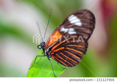 Closeup macro view of tropical butterfly of jungle - Heliconius melpomene rosina, Papilio lowi, Papilio demoleus, Monarch butterfly (danaus plexippus) on the green leaves. 131127908