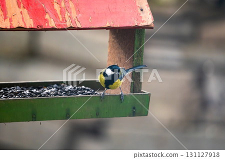 Great tit, Parus major, feeding on sunflower seeds from a man-made birdfeeder. Great tit, Parus major, feeding on sunflower seeds from a man-made birdfeeder. 131127918