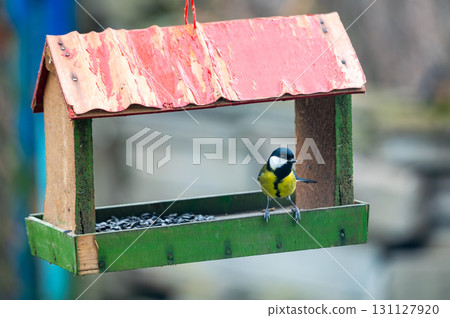 Great tit, Parus major, feeding on sunflower seeds from a man-made birdfeeder. Great tit, Parus major, feeding on sunflower seeds from a man-made birdfeeder. 131127920