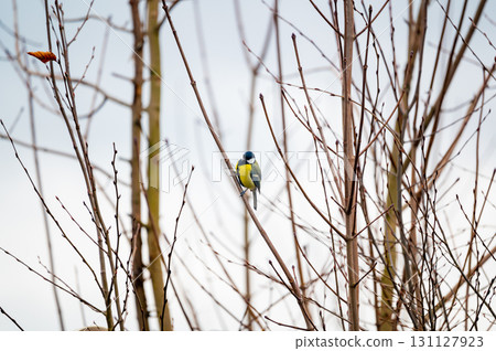 Great tit, Parus major, feeding on sunflower seeds from a man-made birdfeeder. Great tit, Parus major, feeding on sunflower seeds from a man-made birdfeeder. 131127923
