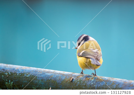 Bird Eurasian blue tit Cyanistes caeruleus in the wild. Songbird 131127928