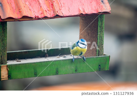 Bird Eurasian blue tit Cyanistes caeruleus in the wild. Songbird Bird Eurasian blue tit Cyanistes caeruleus in the wild. Songbird 131127936