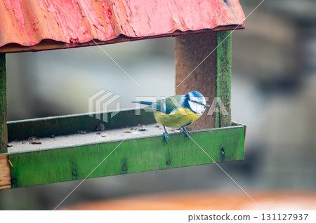 Bird Eurasian blue tit Cyanistes caeruleus in the wild. Songbird 131127937