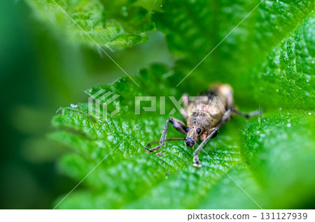 Phyllobius pyri, the Common Leaf Weevil, is a species of broad-nosed weevil belonging to the family Curculionidae subfamily Entiminae. Detail macro view of insect head and eyes. Phyllobius pyri, the Common Leaf Weevil, is a species of broad-nosed weevil belonging to the family Curculionidae subfamily Entiminae. Detail macro view of insect head and eyes. 131127939