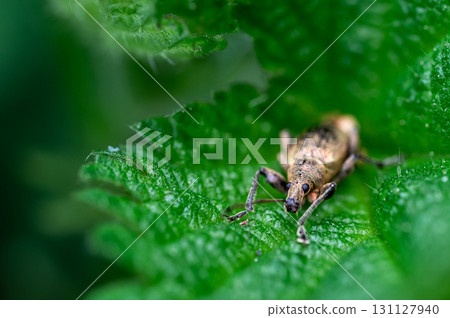Phyllobius pyri, the Common Leaf Weevil, is a species of broad-nosed weevil belonging to the family Curculionidae subfamily Entiminae. Detail macro view of insect head and eyes. Phyllobius pyri, the Common Leaf Weevil, is a species of broad-nosed weevil belonging to the family Curculionidae subfamily Entiminae. Detail macro view of insect head and eyes. 131127940