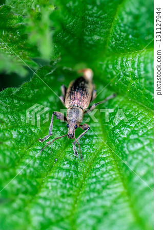 Phyllobius pyri, the Common Leaf Weevil, is a species of broad-nosed weevil belonging to the family Curculionidae subfamily Entiminae. Detail macro view of insect head and eyes. 131127944