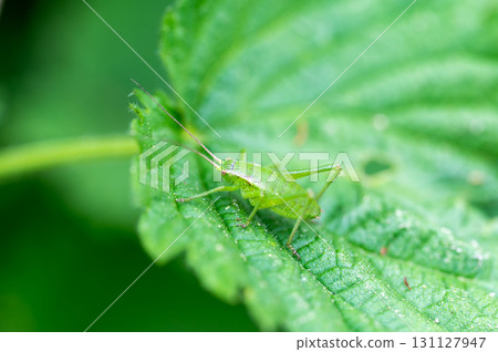 The speckled bush-cricket (leptophyes punctatissima) is a flightless species of bush-cricket belonging to the family Tettigoniidae. The speckled bush-cricket (leptophyes punctatissima) is a flightless species of bush-cricket belonging to the family Tettigoniidae. 131127947