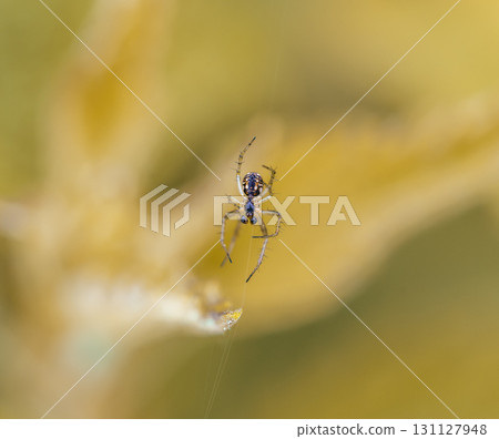 Mangora acalypha is a species of spider in the family Araneidae. spider in macro (Mangora acalypha). Cricket-bat Orb-weaver Spider (Mangora acalypha). 131127948