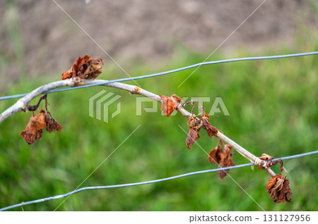 Detail of grapevine plant leaf in vineyard which is destroyed by morning frost on early spring. 131127956